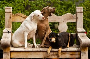dogs_2.jpg