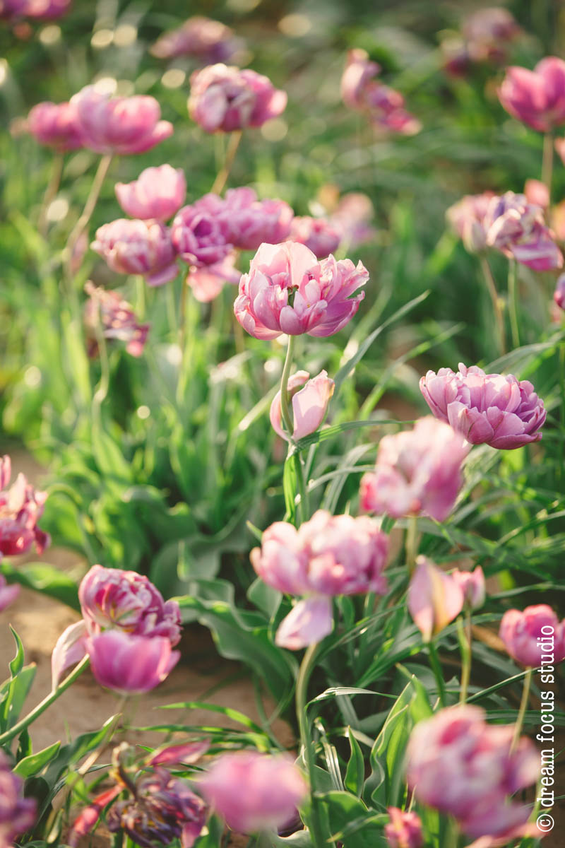 texas tulips pilot point photos photographer 