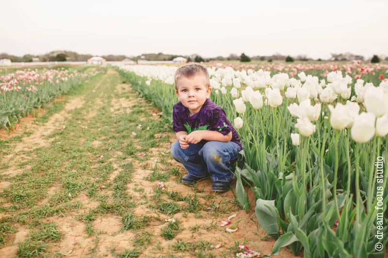 texas tulips pilot point photos photographer 