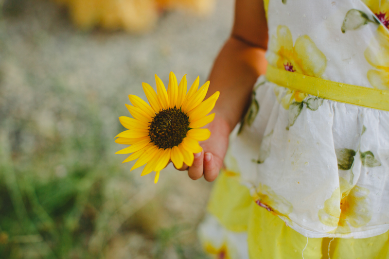 sunflower photos Dallas, texas photographer