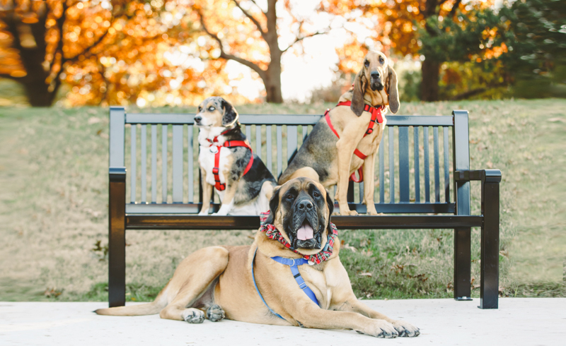 Celestial Park Dallas Texas Portrait Photographer dogs